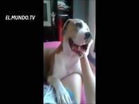 Amateur beastiality lover getting pussy licked by dog